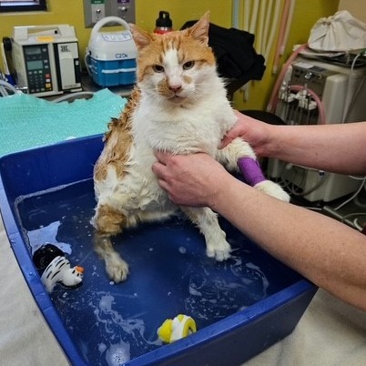 Wally, an adoptable Domestic Short Hair in Santa Rosa, CA, 95403 | Photo Image 3