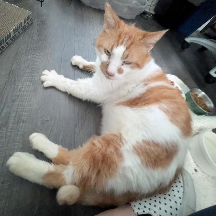 Wally 4