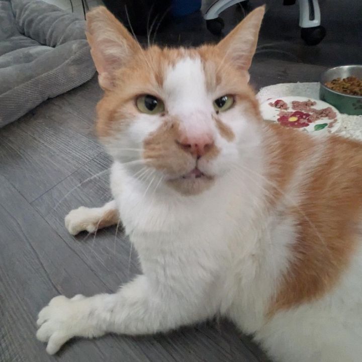 Wally 6
