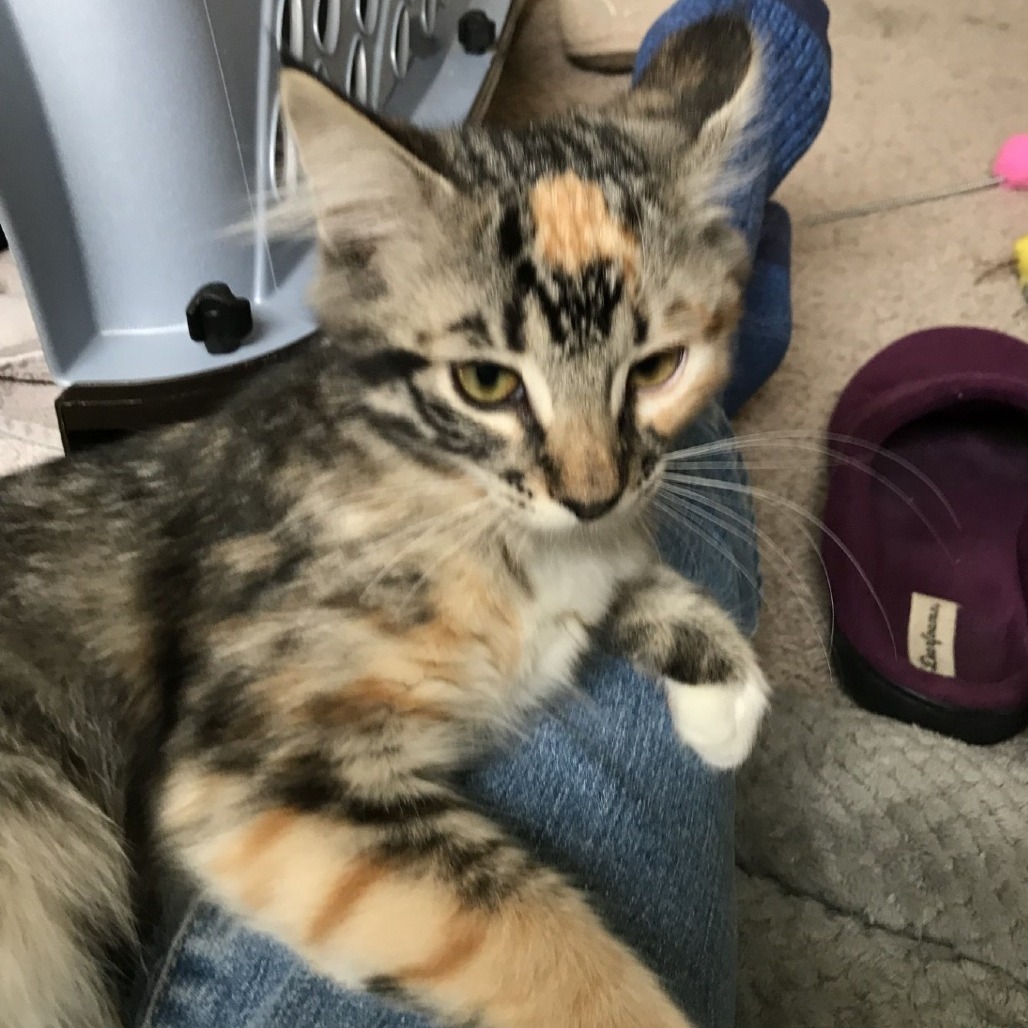 Luna, an adoptable Maine Coon, Domestic Long Hair in Ashland, OR, 97520 | Photo Image 1
