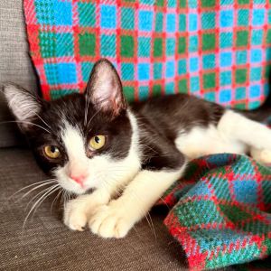 Meet Jr the pint-sized dynamo with a black and white coat and a heart full of 