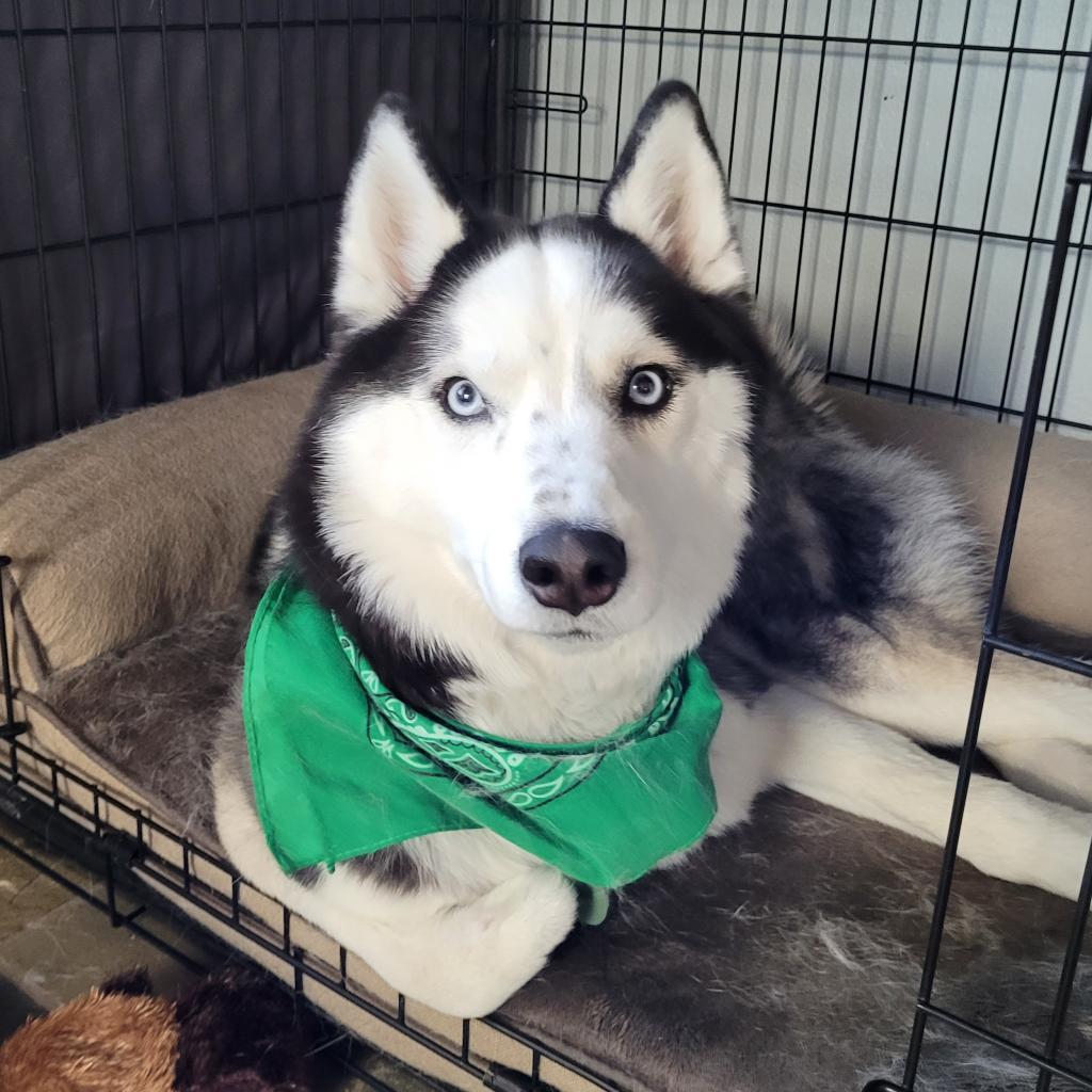 Yoshi