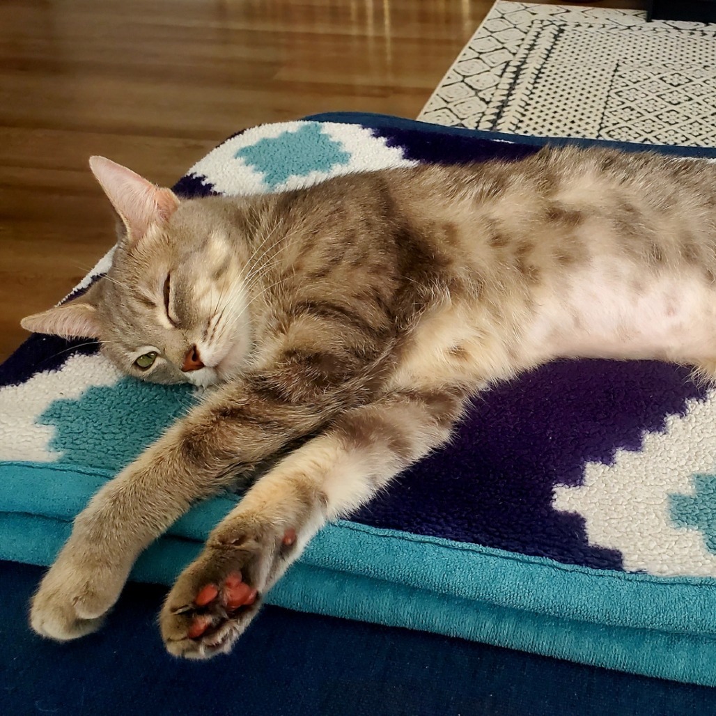 Penelope Lee