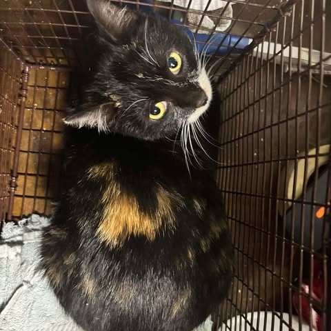 Andromeda, an adoptable Domestic Short Hair in Nampa, ID, 83686 | Photo Image 1