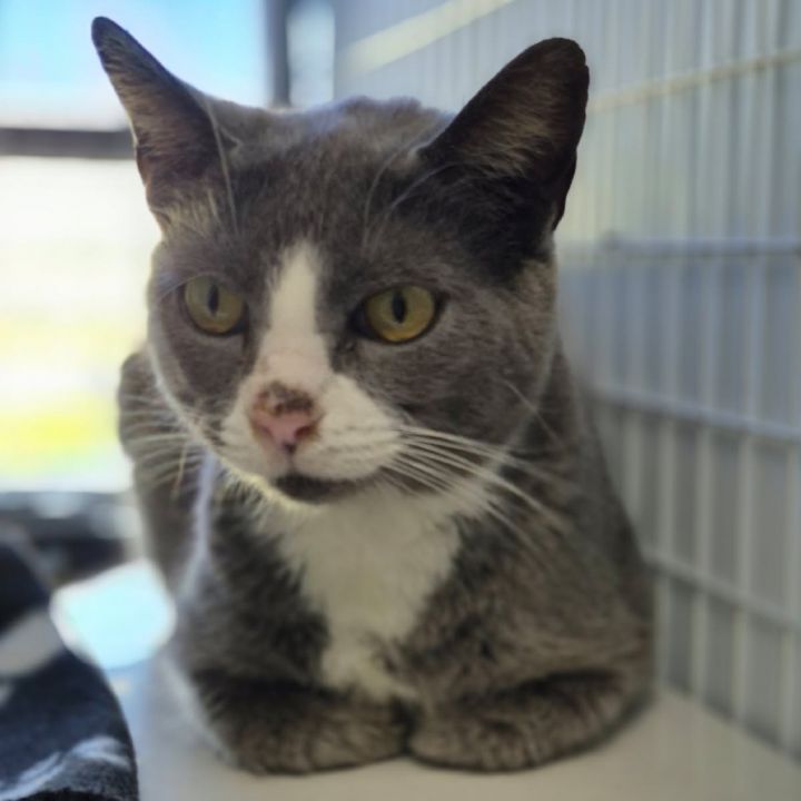 Power Puff(At Petsmart-280) 1