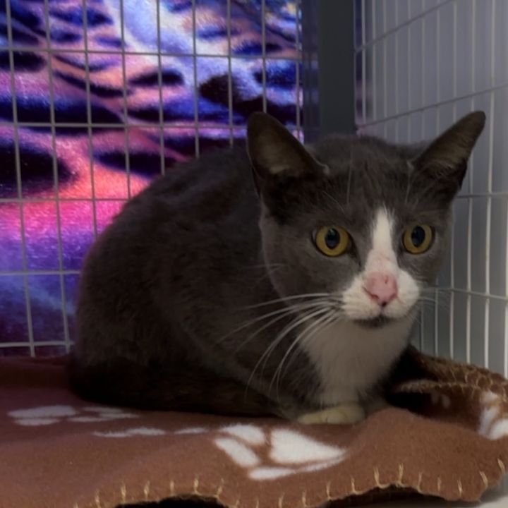 Power Puff(At Petsmart-280) 2
