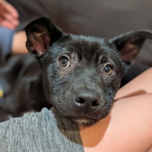 Hello My name is Anastasia and am excited to join your puppy-ready home My foster says that I am m