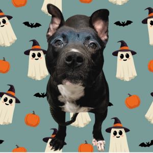 Boo