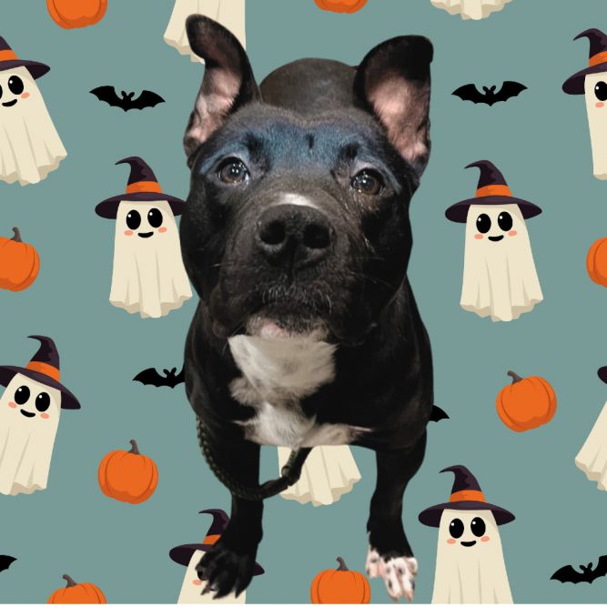 Boo