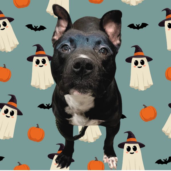 Boo thumbnail 2