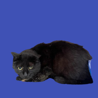 Jones, an adoptable Domestic Short Hair in Tuscaloosa, AL, 35401 | Photo Image 1