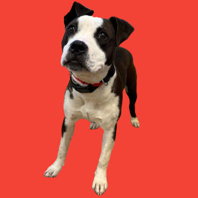 Petunia