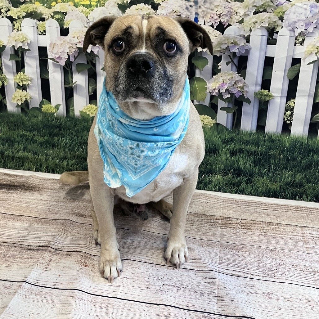 Brutus