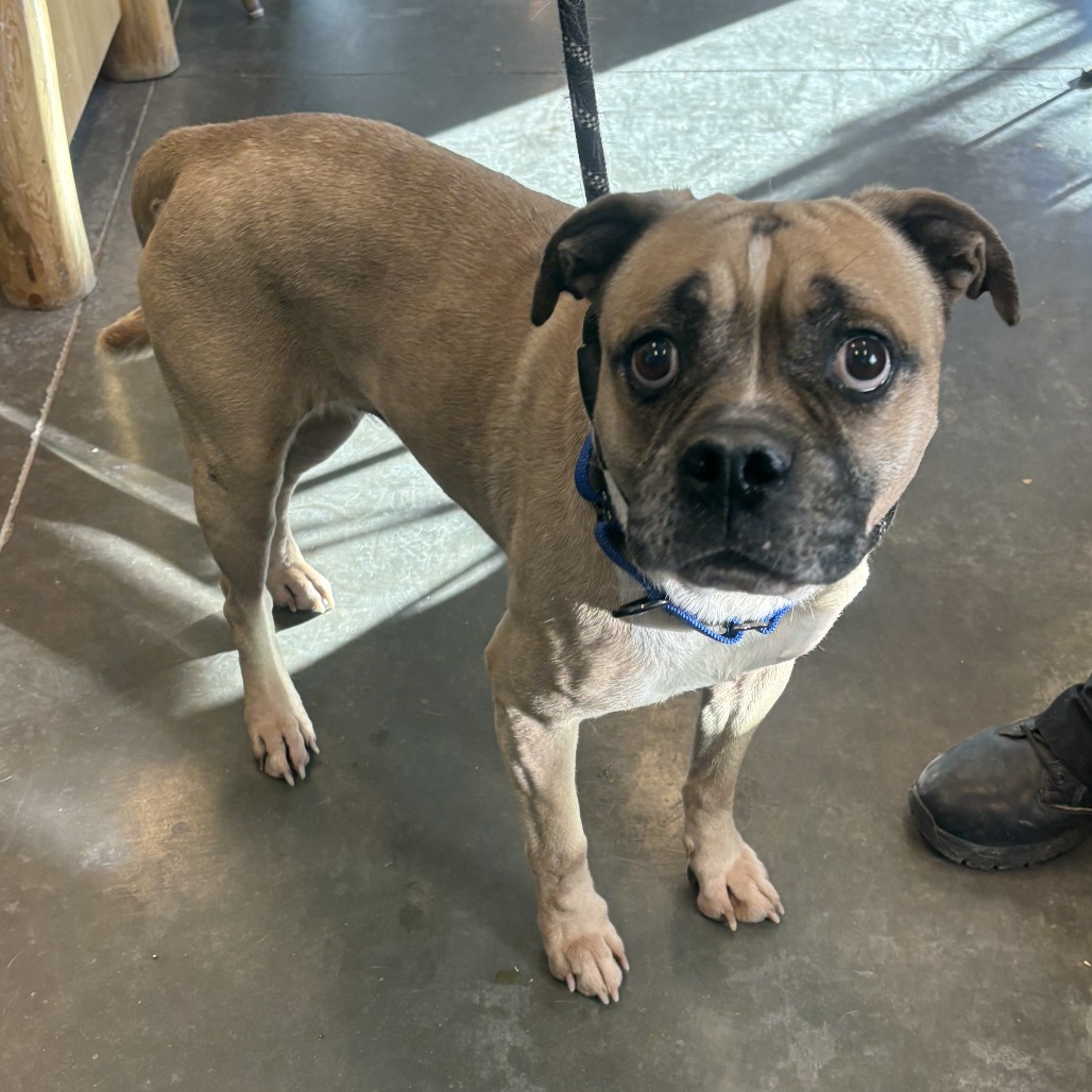 Brutus