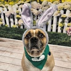Brutus