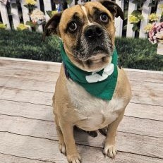 Brutus