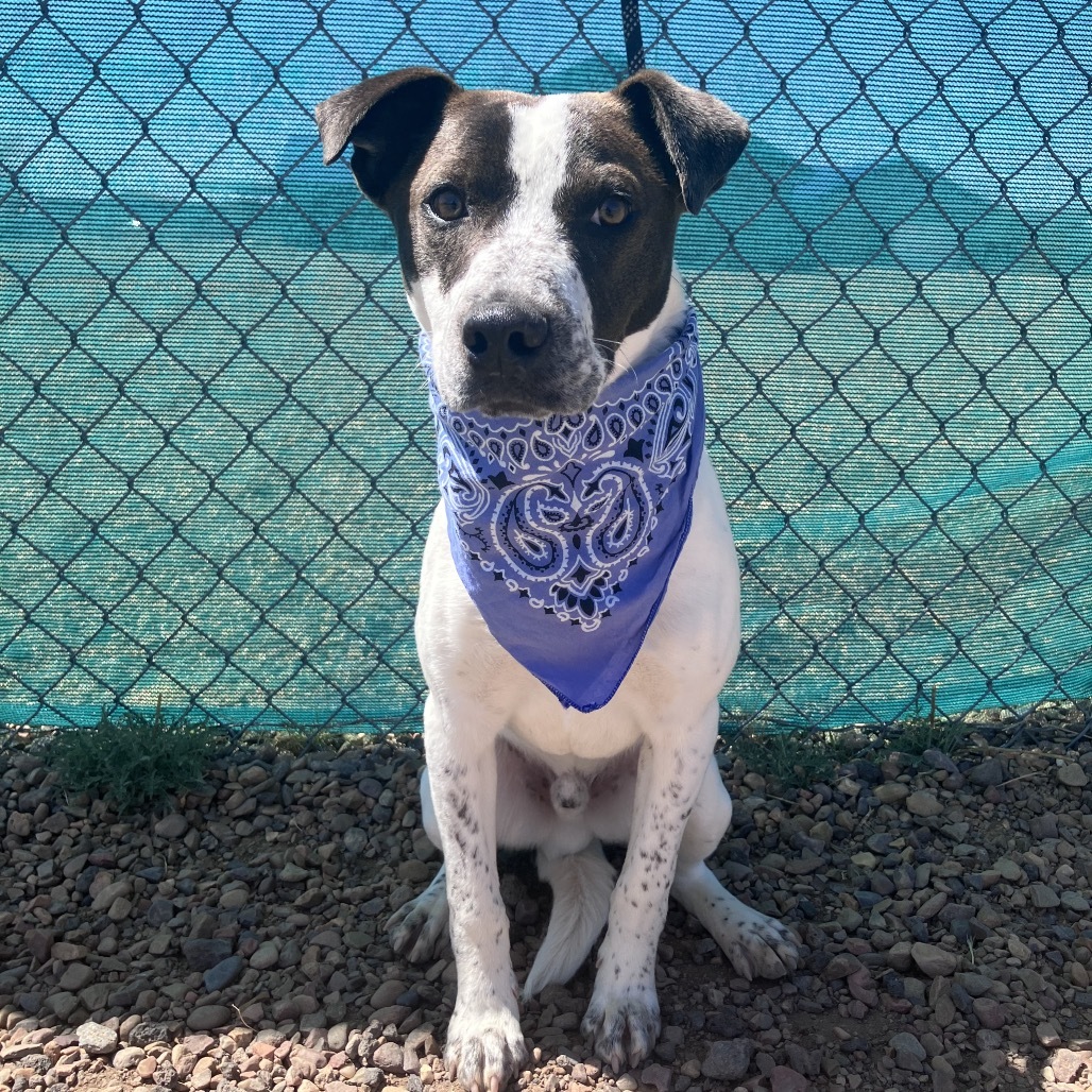 Cody, an adoptable Terrier, Mixed Breed in Show Low, AZ, 85901 | Photo Image 1