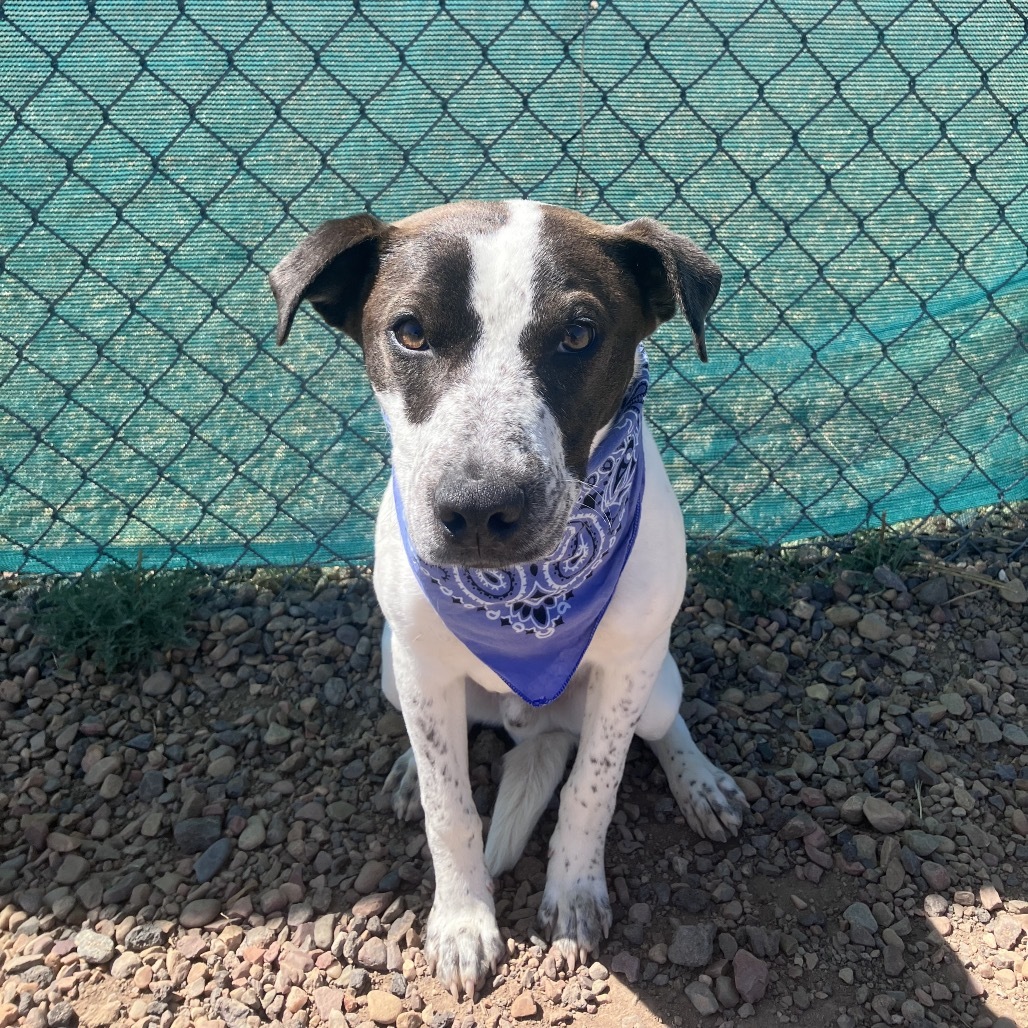 Cody, an adoptable Terrier, Mixed Breed in Show Low, AZ, 85901 | Photo Image 2
