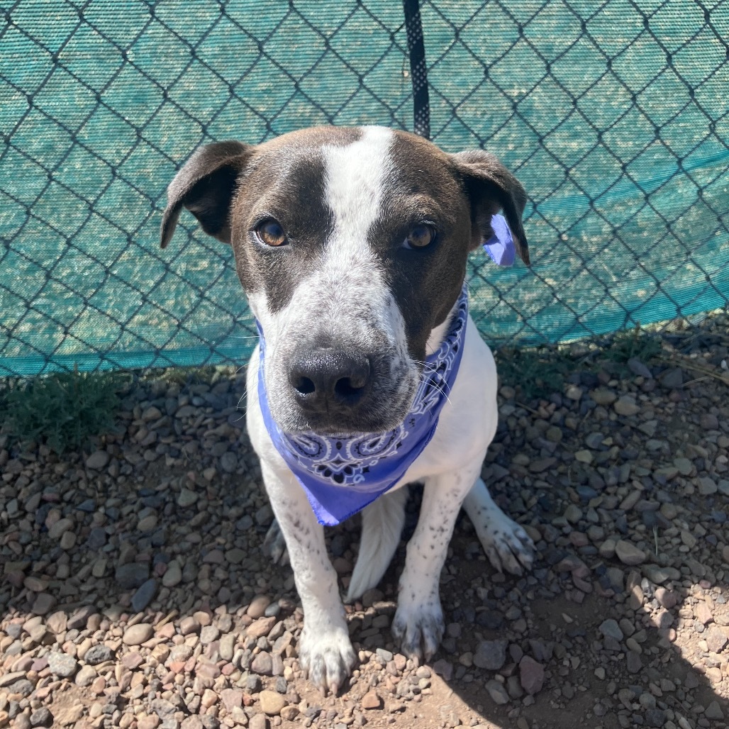 Cody, an adoptable Terrier, Mixed Breed in Show Low, AZ, 85901 | Photo Image 3