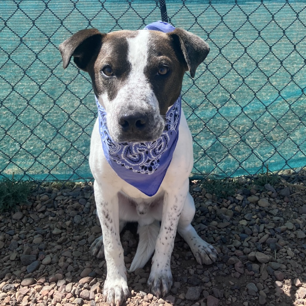 Cody, an adoptable Terrier, Mixed Breed in Show Low, AZ, 85901 | Photo Image 4