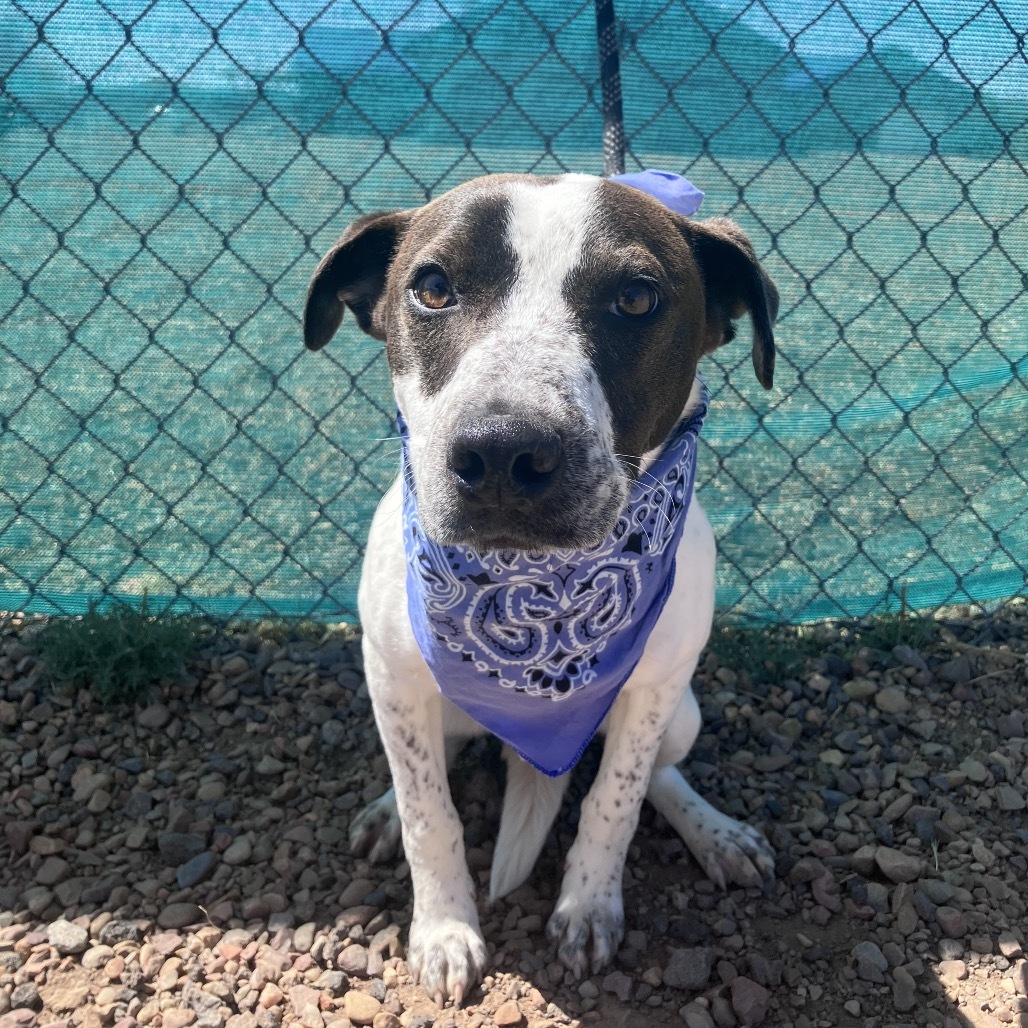 Cody, an adoptable Terrier, Mixed Breed in Show Low, AZ, 85901 | Photo Image 5