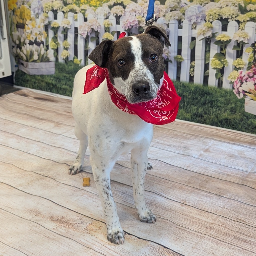 Cody, an adoptable Terrier, Mixed Breed in Show Low, AZ, 85901 | Photo Image 6