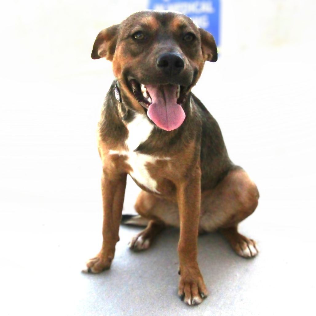 Flora, an adoptable Mixed Breed in Las Cruces, NM, 88012 | Photo Image 1