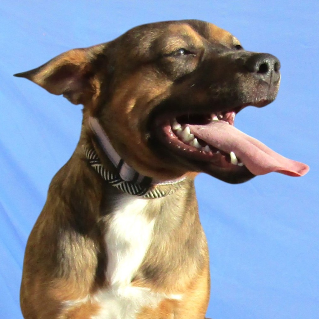 Flora, an adoptable Mixed Breed in Las Cruces, NM, 88012 | Photo Image 2