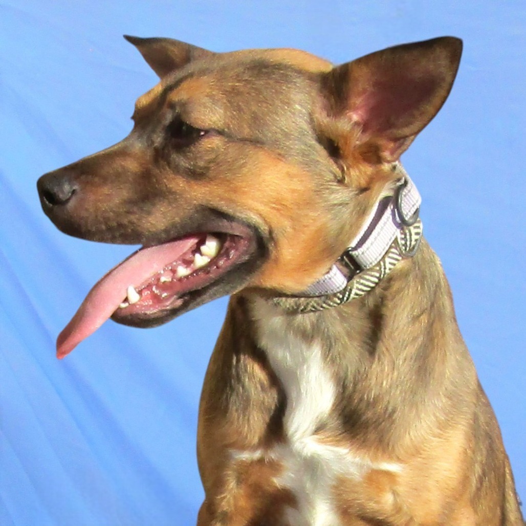 Flora, an adoptable Mixed Breed in Las Cruces, NM, 88012 | Photo Image 3