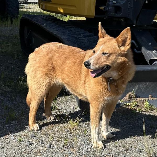 Cheyenne thumbnail 2