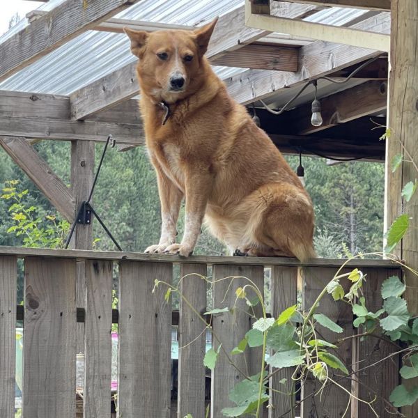 Cheyenne thumbnail 3