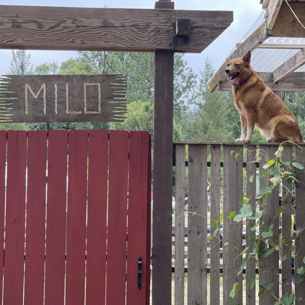 Cheyenne thumbnail 4