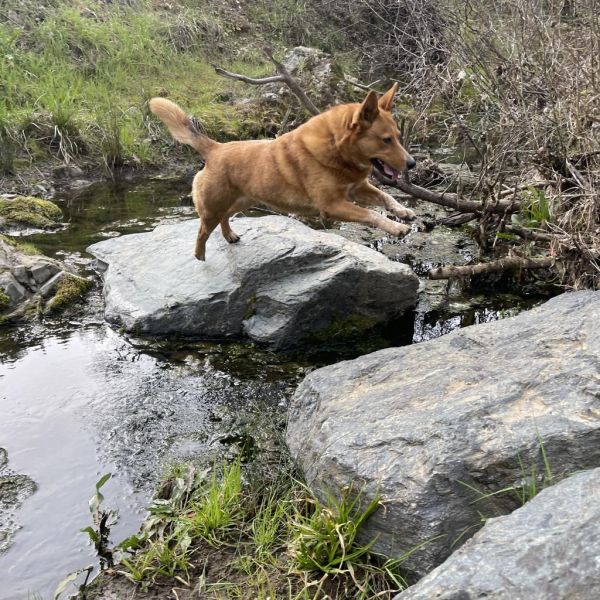 Cheyenne thumbnail 5