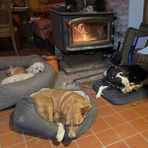 Cheyenne thumbnail 6