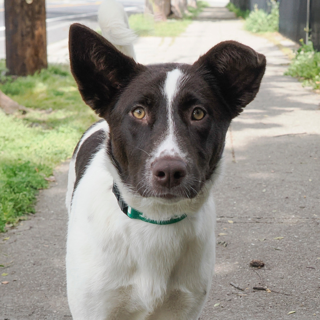 VERANDA, an adoptable McNab, Shepherd in Point Richmond, CA, 94801 | Photo Image 1
