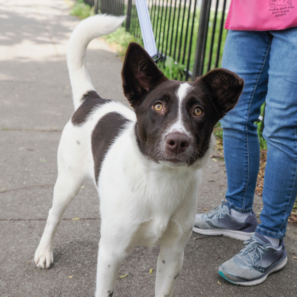 VERANDA, an adoptable McNab, Shepherd in Point Richmond, CA, 94801 | Photo Image 2