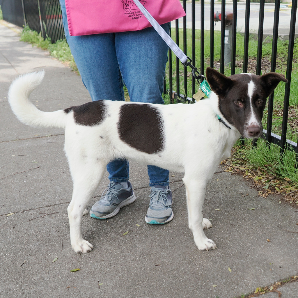 VERANDA, an adoptable McNab, Shepherd in Point Richmond, CA, 94801 | Photo Image 3