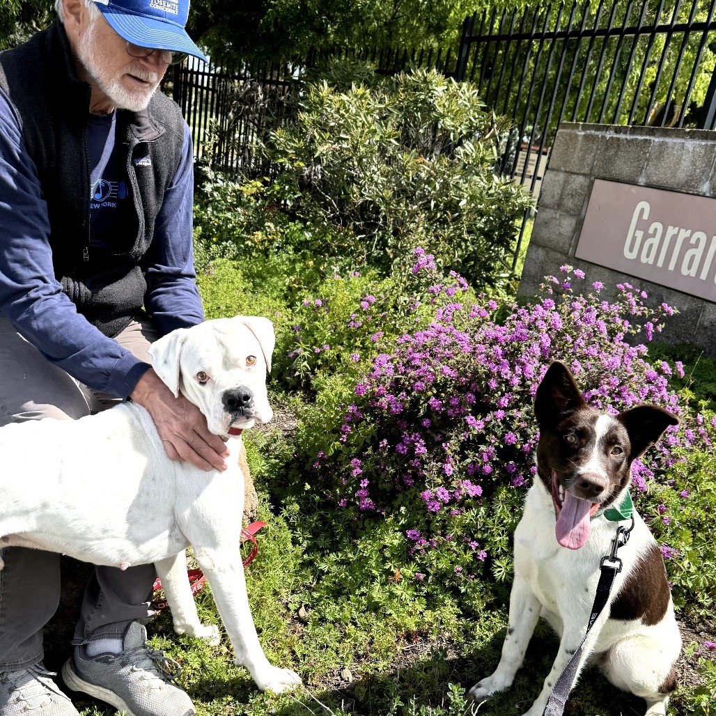 VERANDA, an adoptable McNab, Shepherd in Point Richmond, CA, 94801 | Photo Image 6