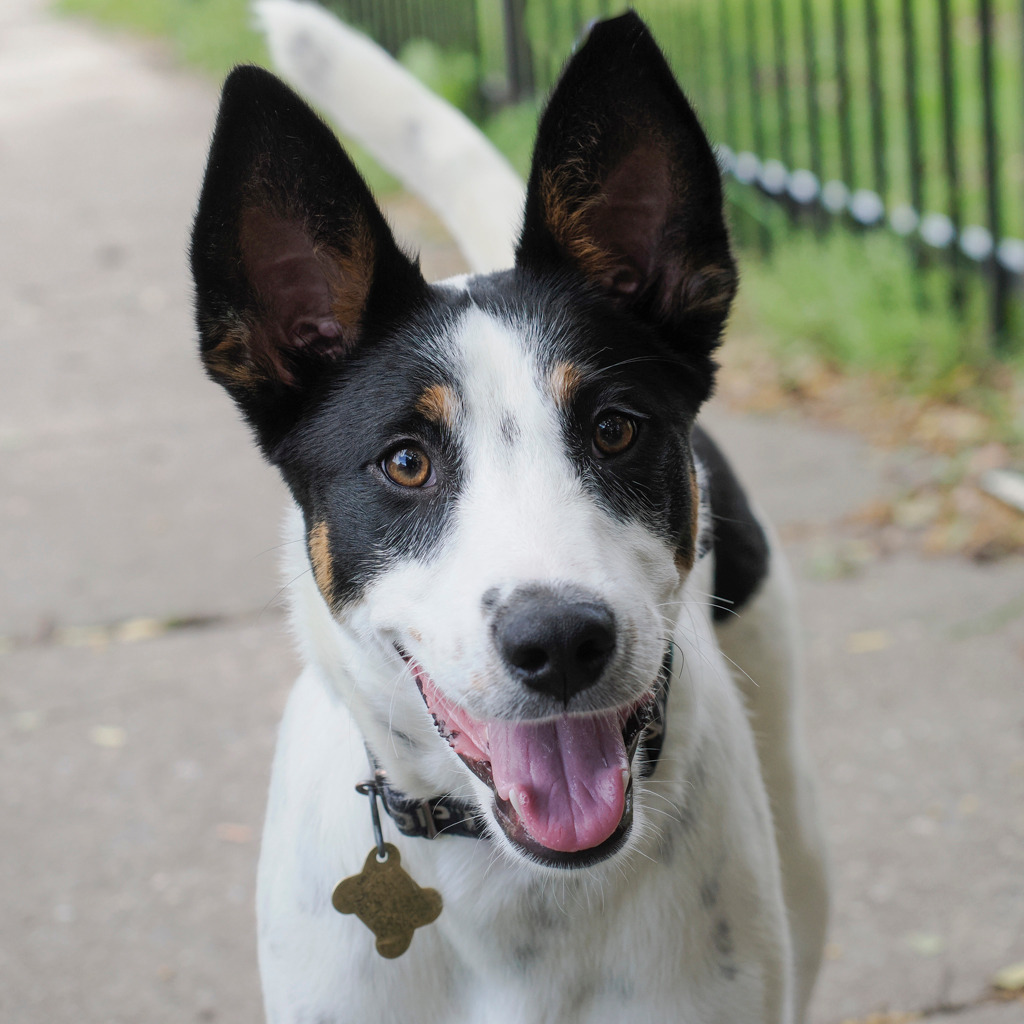 LAFAYETTE, an adoptable McNab, Shepherd in Point Richmond, CA, 94801 | Photo Image 1