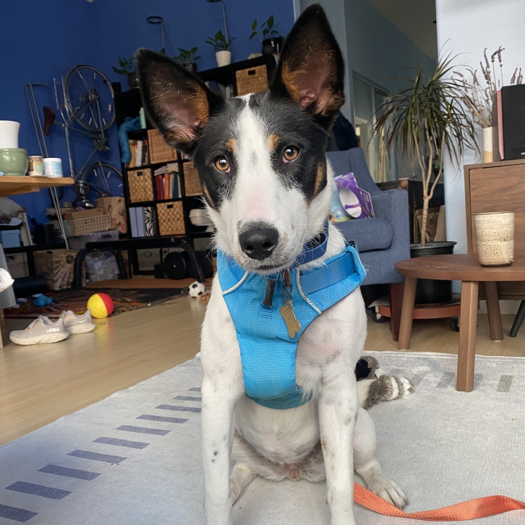 LAFAYETTE, an adoptable McNab, Shepherd in Point Richmond, CA, 94801 | Photo Image 1