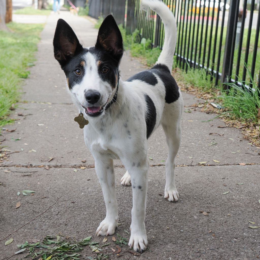 LAFAYETTE, an adoptable McNab, Shepherd in Point Richmond, CA, 94801 | Photo Image 2