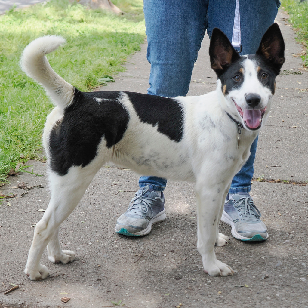 LAFAYETTE, an adoptable McNab, Shepherd in Point Richmond, CA, 94801 | Photo Image 3