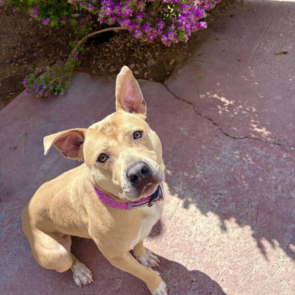 Honey, an adoptable Mixed Breed in Las Cruces, NM, 88001 | Photo Image 1