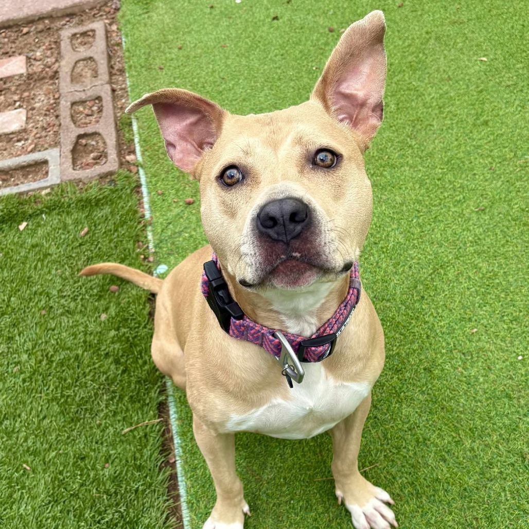 Honey, an adoptable Mixed Breed in Las Cruces, NM, 88001 | Photo Image 1