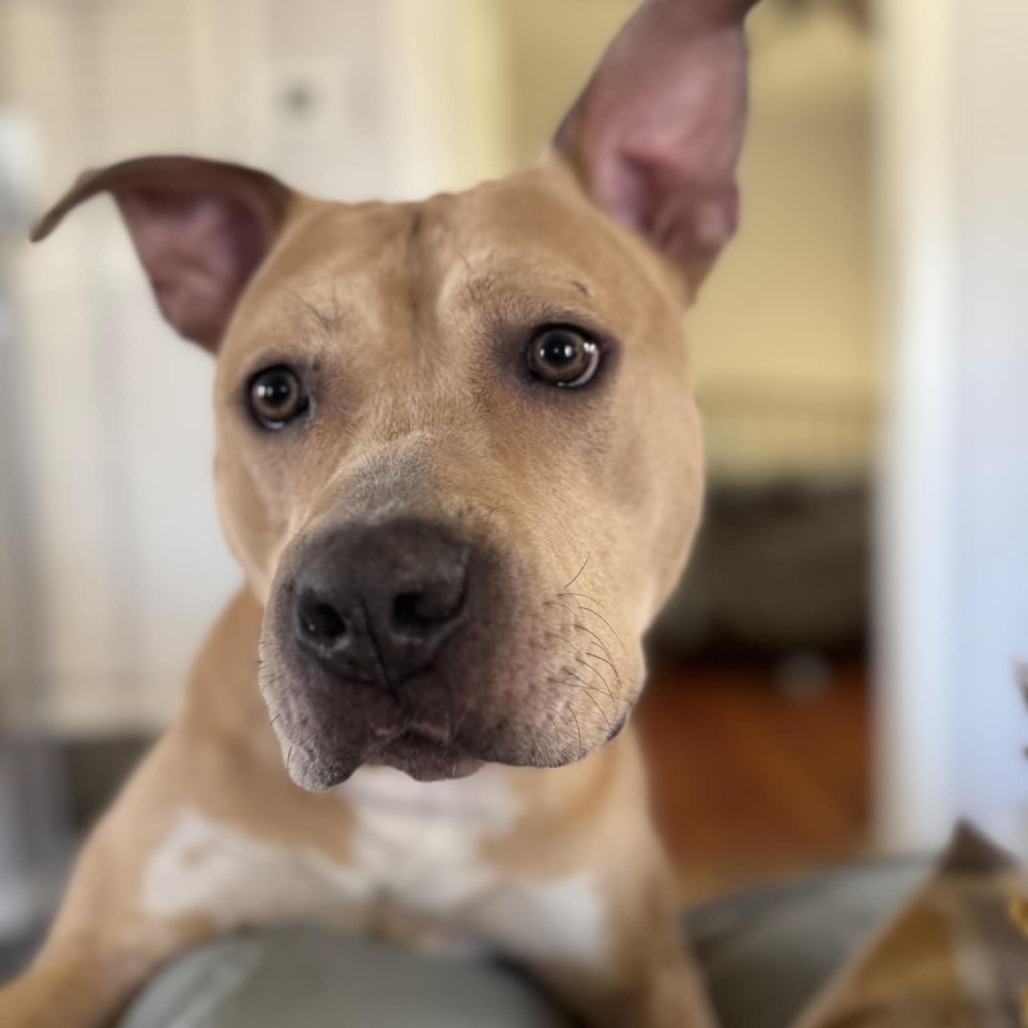 Honey, an adoptable Mixed Breed in Las Cruces, NM, 88001 | Photo Image 2