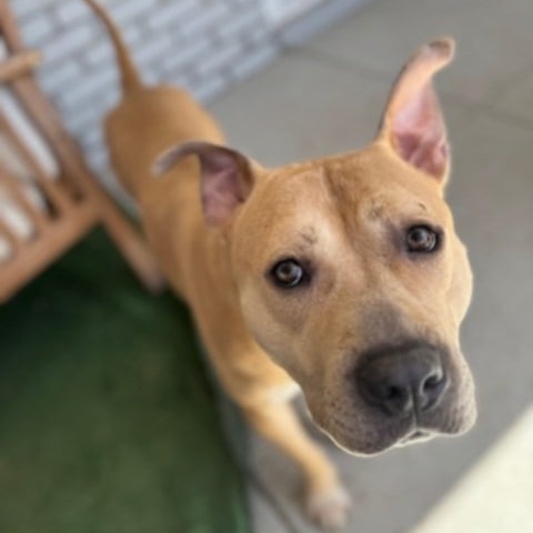 Honey, an adoptable Mixed Breed in Las Cruces, NM, 88001 | Photo Image 3