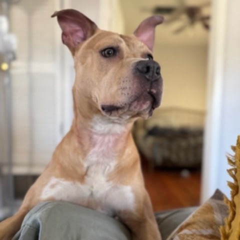 Honey, an adoptable Mixed Breed in Las Cruces, NM, 88001 | Photo Image 4