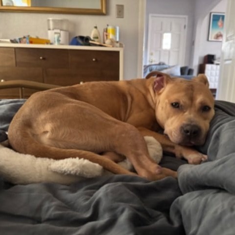 Honey, an adoptable Mixed Breed in Las Cruces, NM, 88001 | Photo Image 5