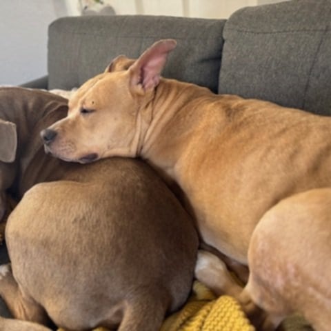 Honey, an adoptable Mixed Breed in Las Cruces, NM, 88001 | Photo Image 6