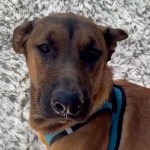 Diesel, Young Male unknown